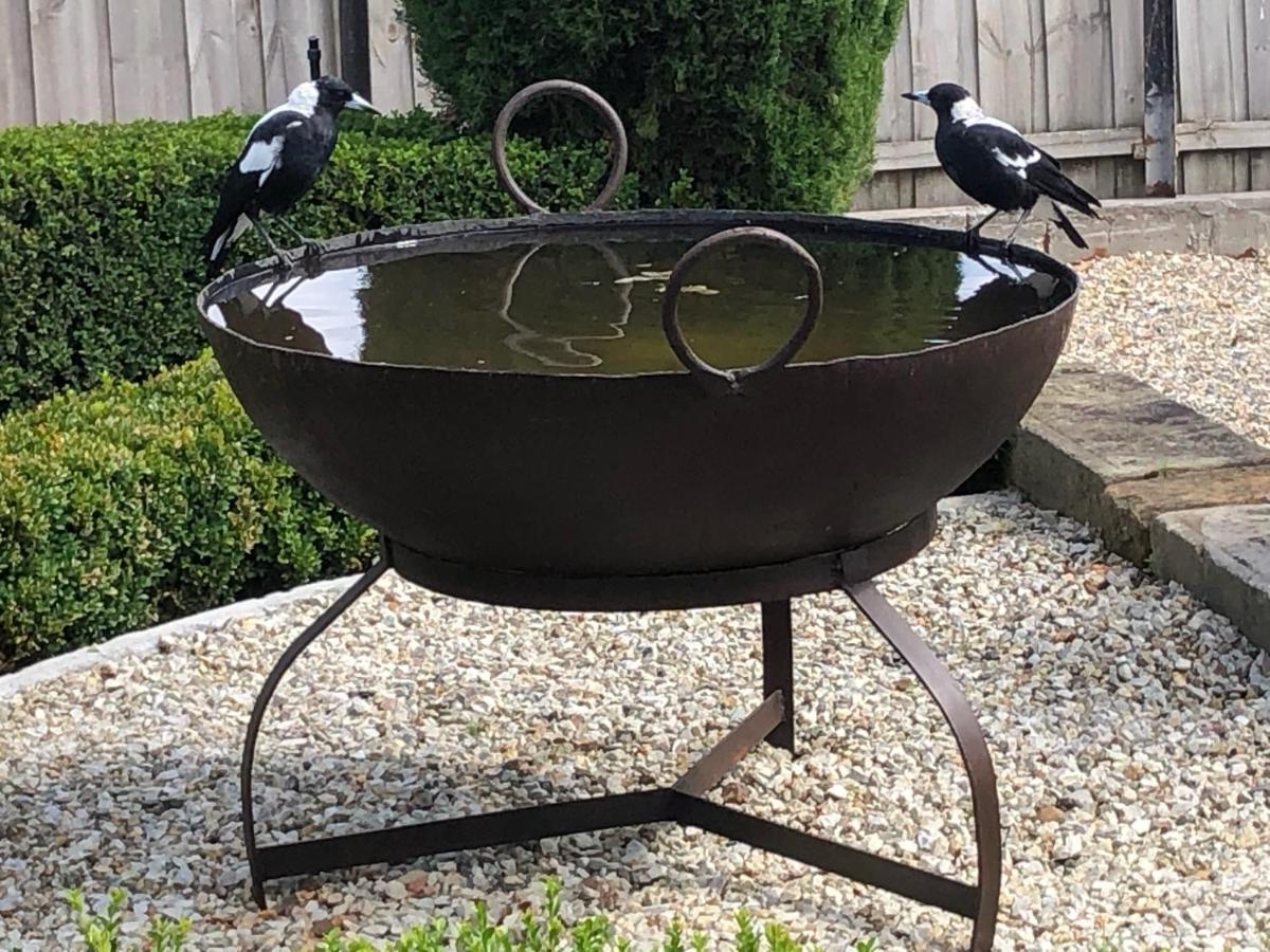 The Rivulet Bed and Breakfast Sandy Bay Buitenkant foto Magpies drinking at a bird bath