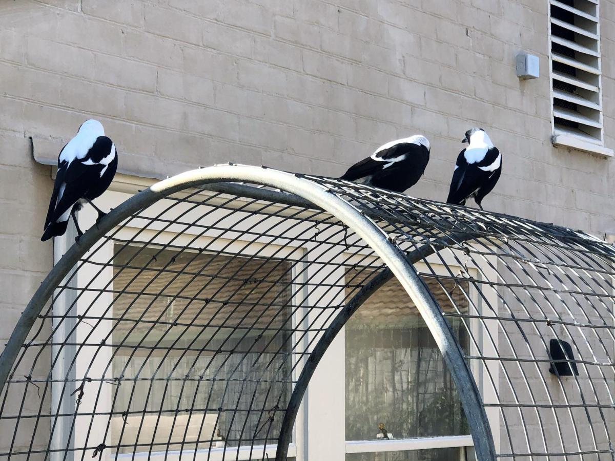 The Rivulet Bed and Breakfast Sandy Bay Buitenkant foto Magpies at the MCG