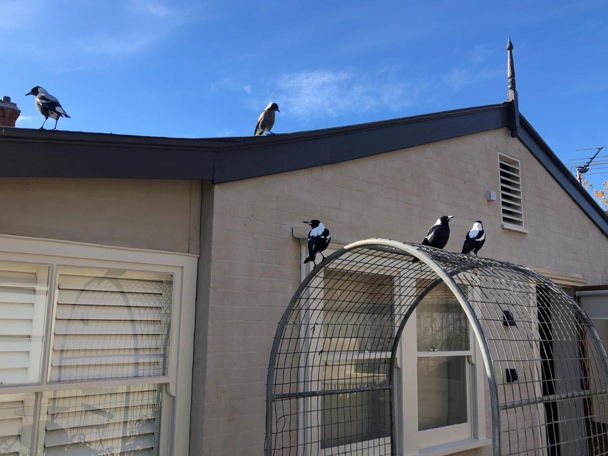 The Rivulet Bed and Breakfast Sandy Bay Buitenkant foto Magpies on a house in Sydney